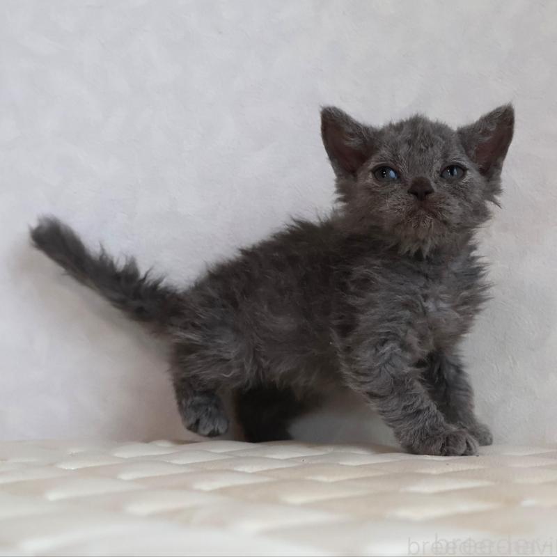 販売中の静岡県のセルカークレックス-134429の19枚目