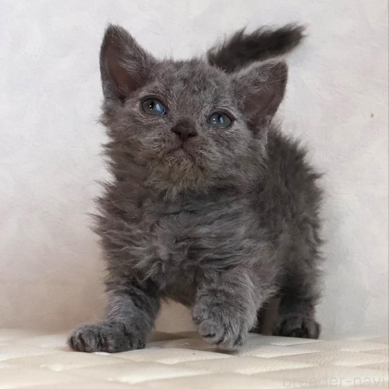 販売中の静岡県のセルカークレックス-134429の18枚目