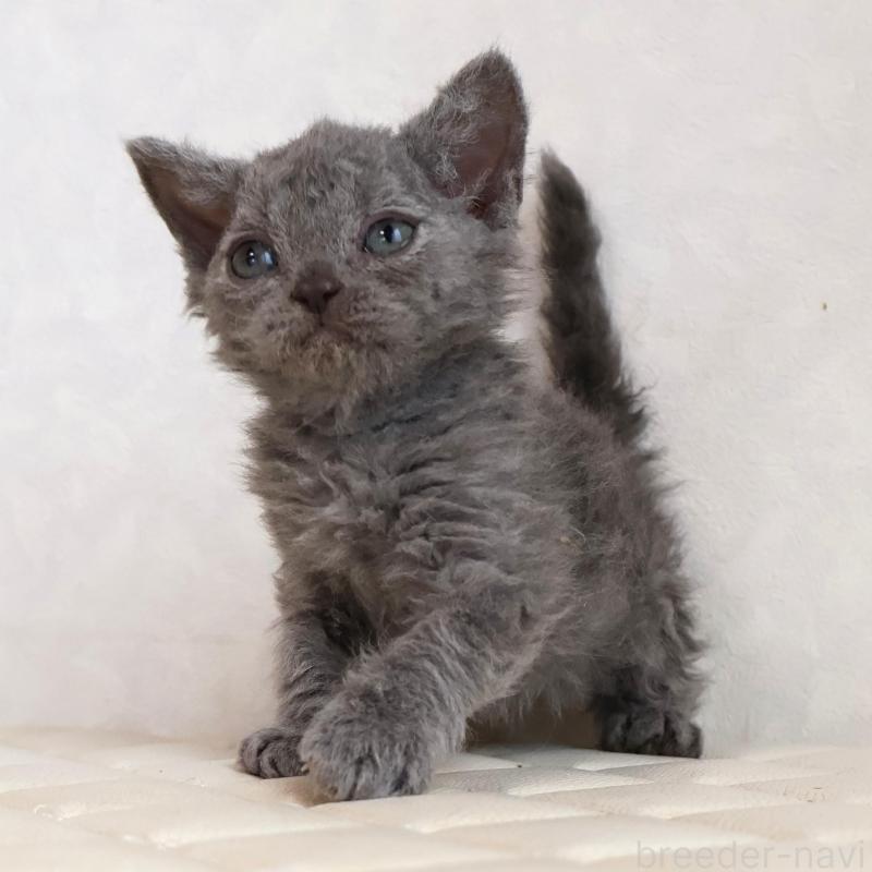 販売中の静岡県のセルカークレックス-134429の16枚目