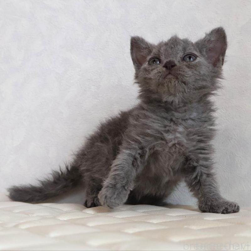 販売中の静岡県のセルカークレックス-134429の15枚目