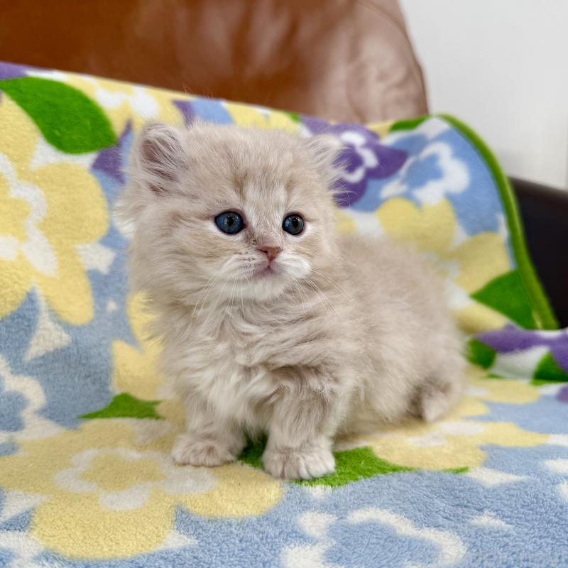 販売中の神奈川県のマンチカン-135186の8枚目