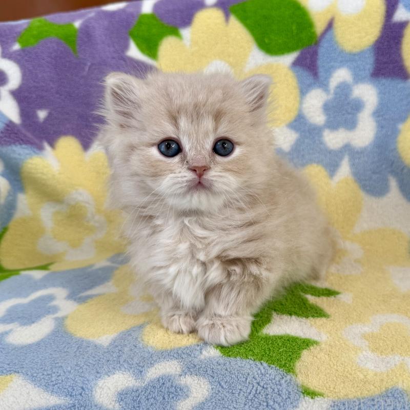 販売中の神奈川県のマンチカン-135186の6枚目