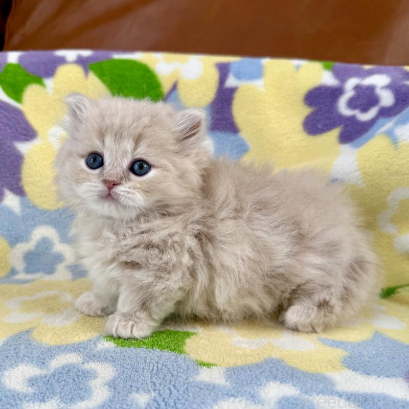 販売中の神奈川県のマンチカン-135186の5枚目