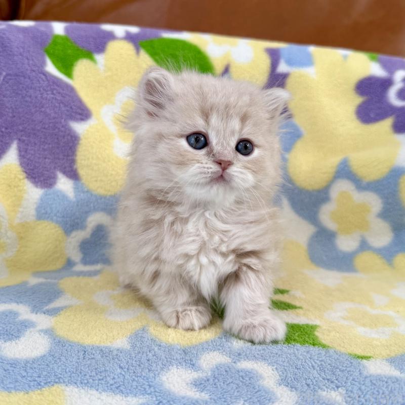 販売中の神奈川県のマンチカン-135186の4枚目