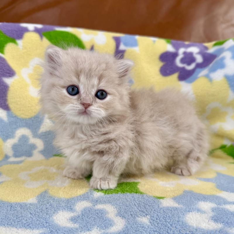 販売中の神奈川県のマンチカン-135186の3枚目