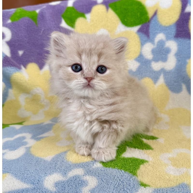 販売中の神奈川県のマンチカン-135186の2枚目