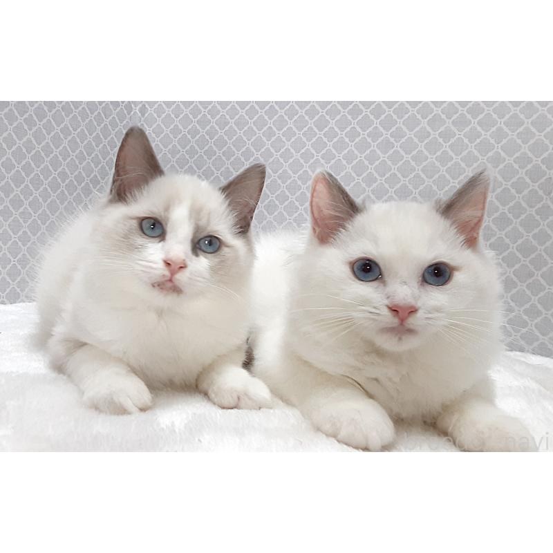 販売中の岐阜県のラグドール-135187の2枚目