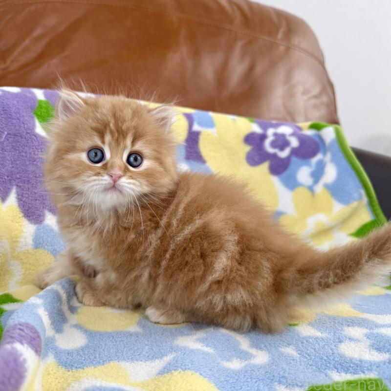 販売中の神奈川県のマンチカン-135188の9枚目