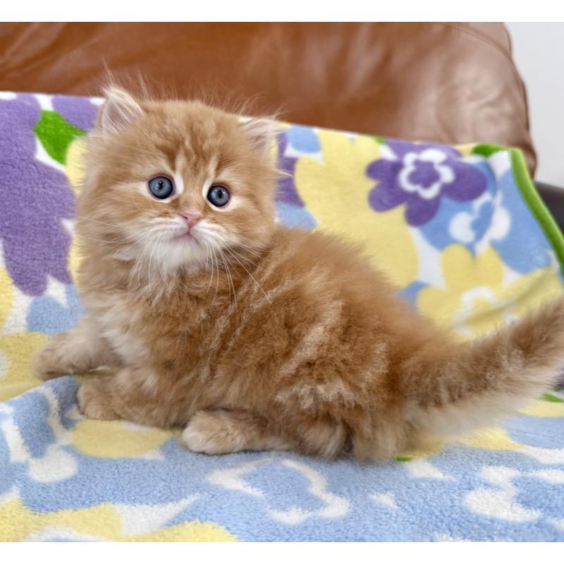 販売中の神奈川県のマンチカン-135188の8枚目