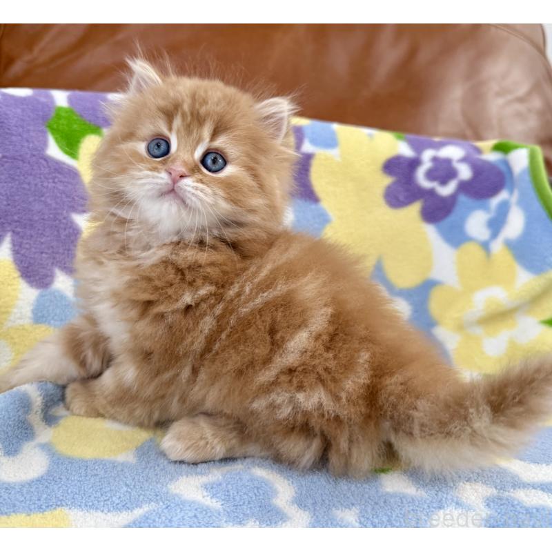 販売中の神奈川県のマンチカン-135188の7枚目