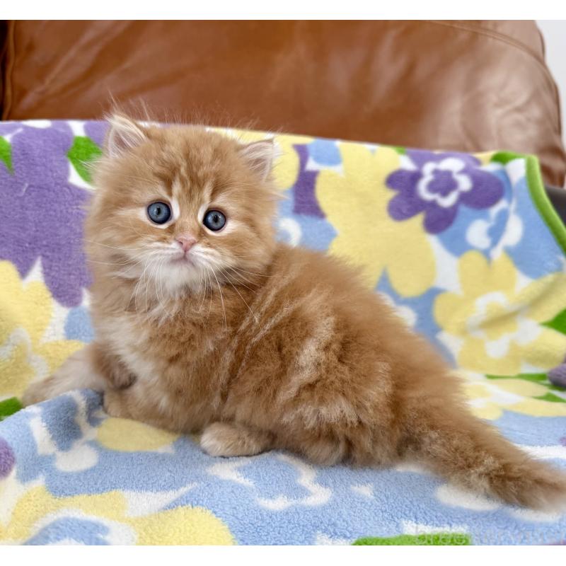 販売中の神奈川県のマンチカン-135188の6枚目