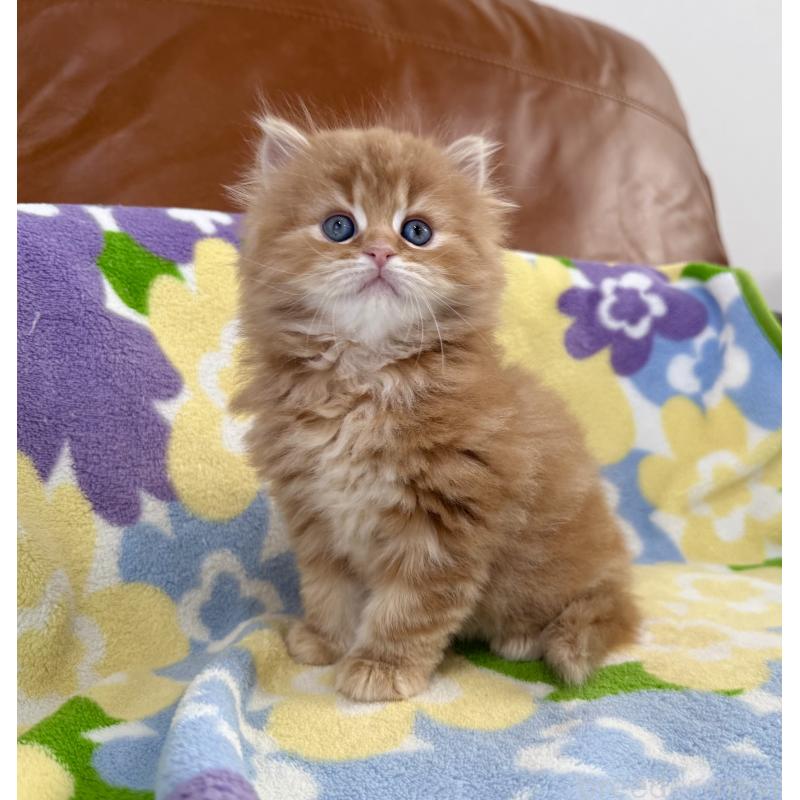 販売中の神奈川県のマンチカン-135188の5枚目