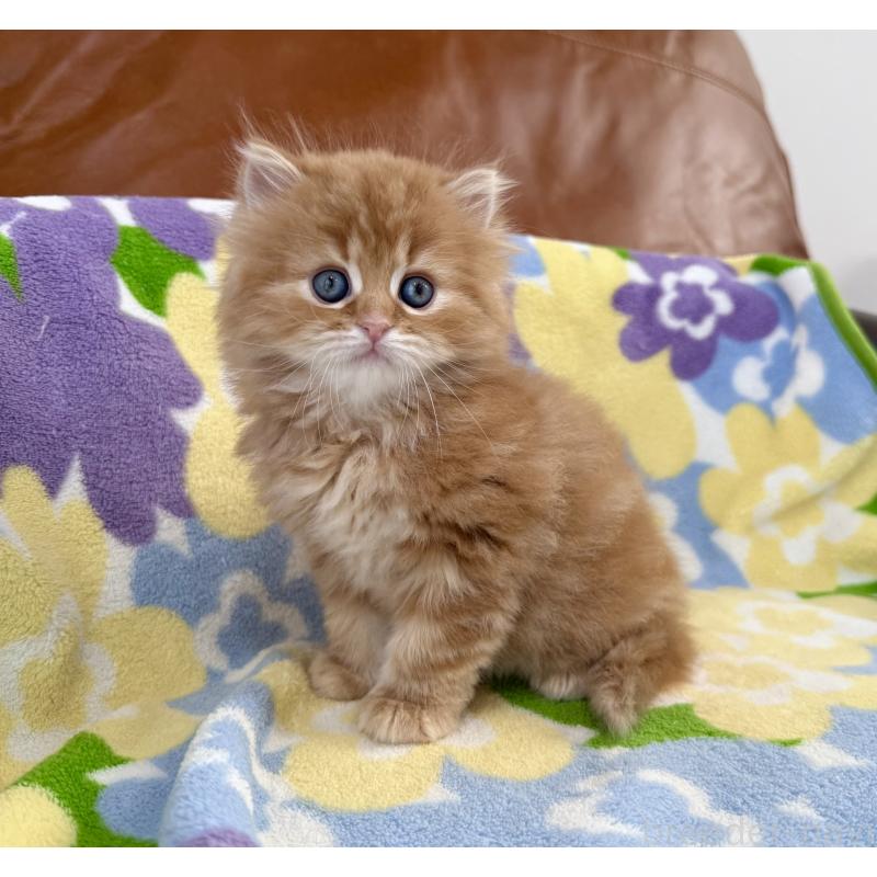 販売中の神奈川県のマンチカン-135188の4枚目