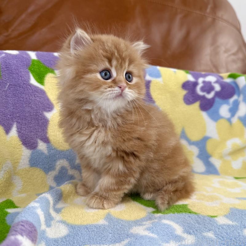 販売中の神奈川県のマンチカン-135188の3枚目