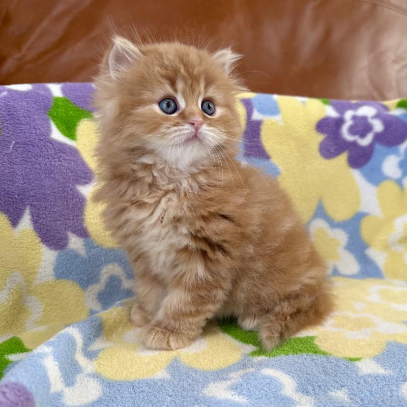 販売中の神奈川県のマンチカン-135188の2枚目