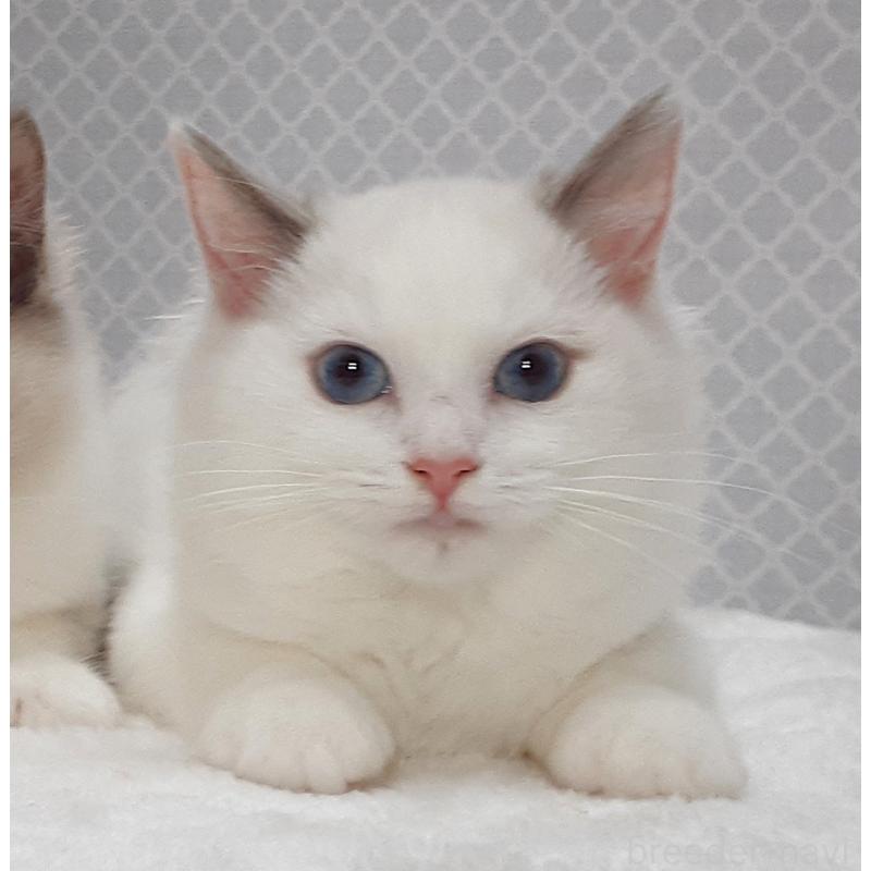 販売中の岐阜県のラグドール-135189の4枚目