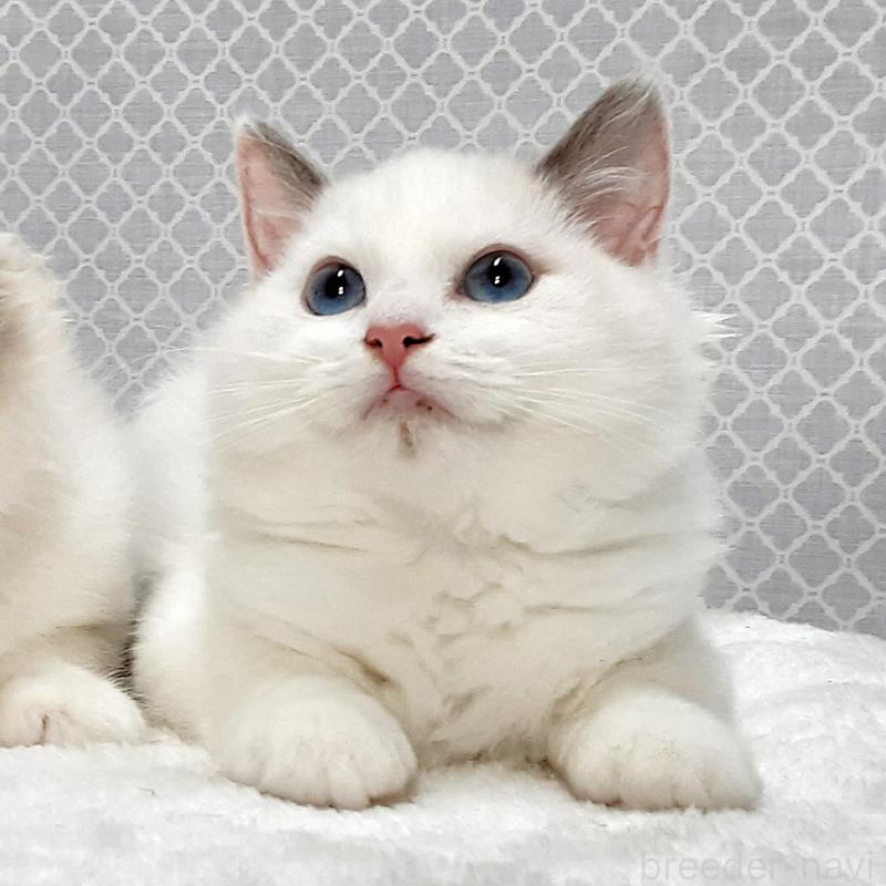 販売中の岐阜県のラグドール-135189の1枚目