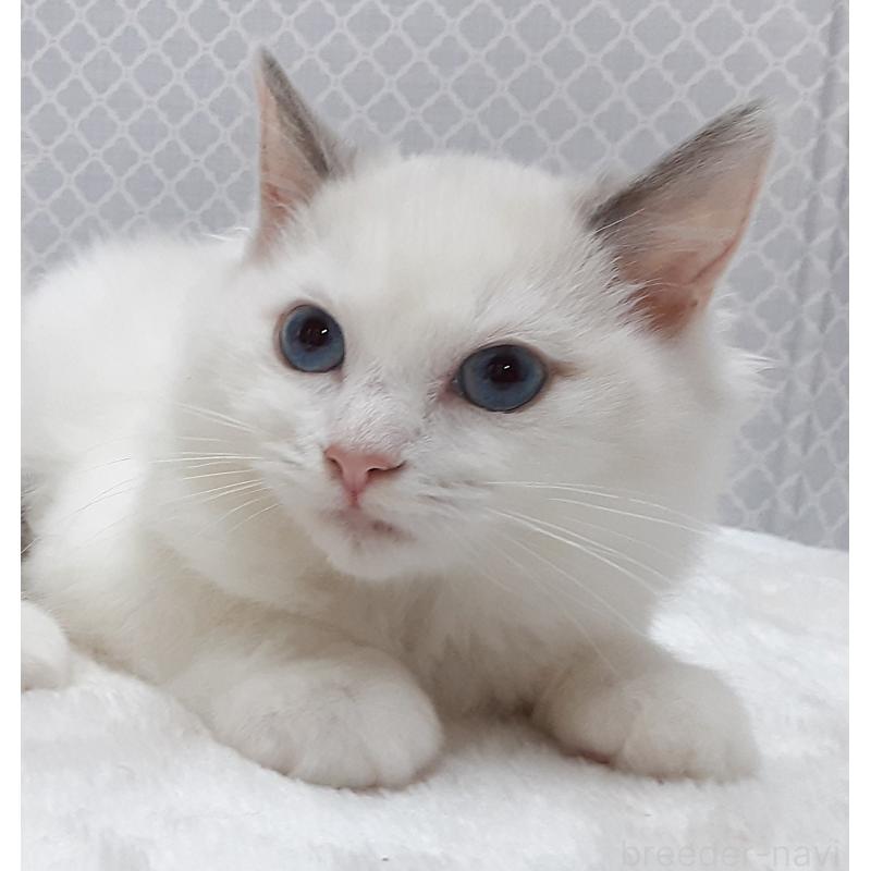 販売中の岐阜県のラグドール-135189の3枚目