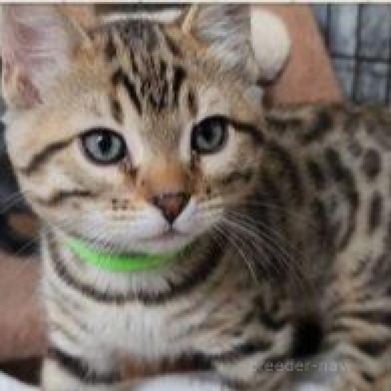 販売中の埼玉県のベンガル-135190の3枚目