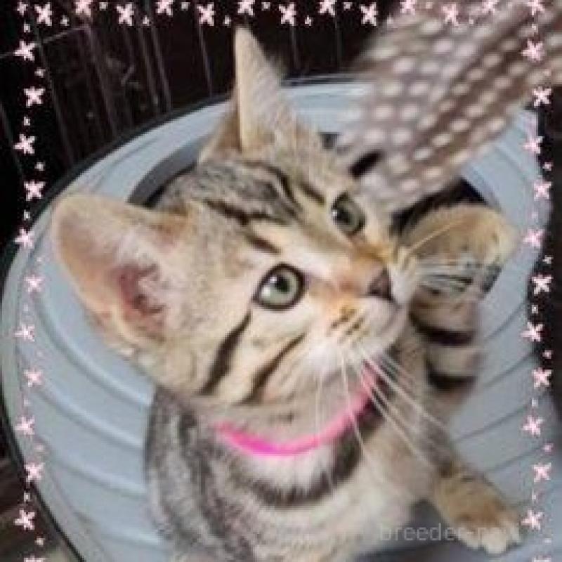 販売中の埼玉県のベンガル-135191の4枚目