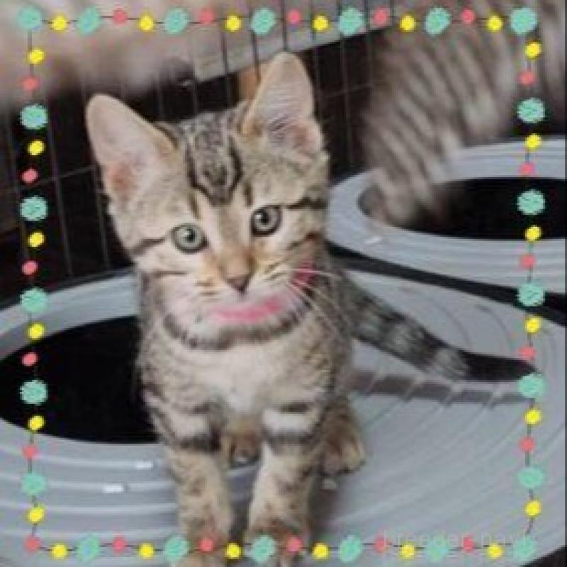 販売中の埼玉県のベンガル-135191の3枚目