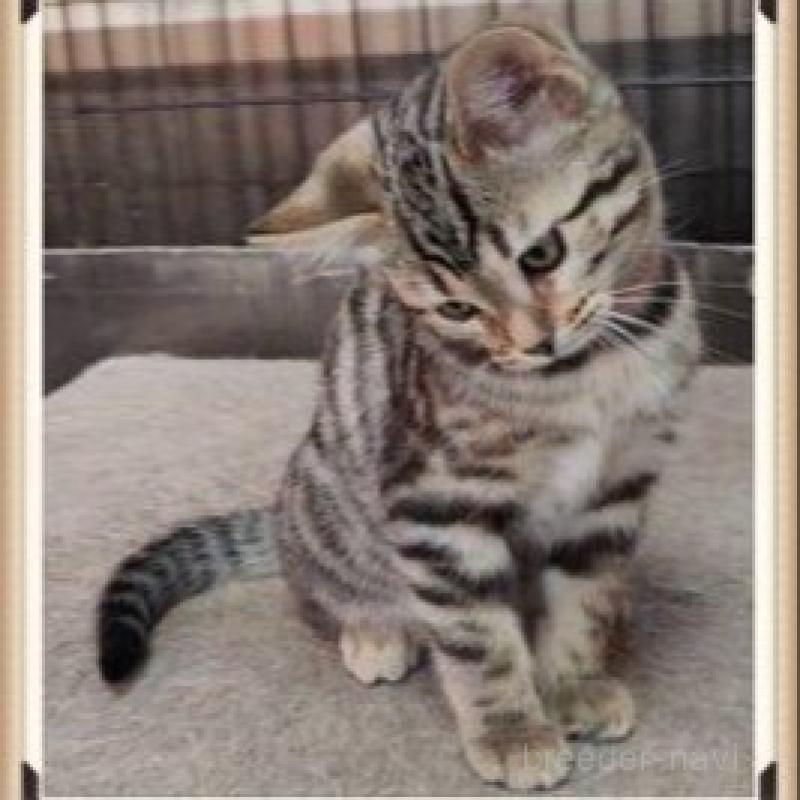 販売中の埼玉県のベンガル-135191の2枚目