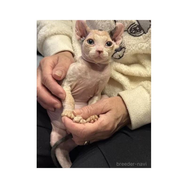 販売中の徳島県のエルフキャット-135192の2枚目