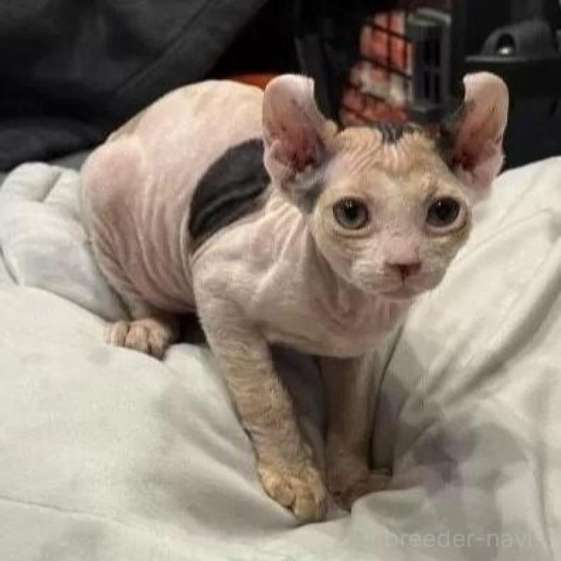 販売中の徳島県のエルフキャット-135192の1枚目