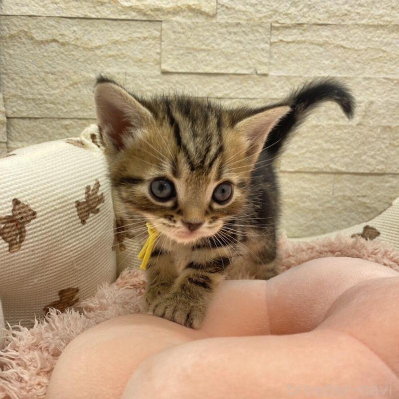 商談中の埼玉県のアメリカンショートヘア-135193の1枚目