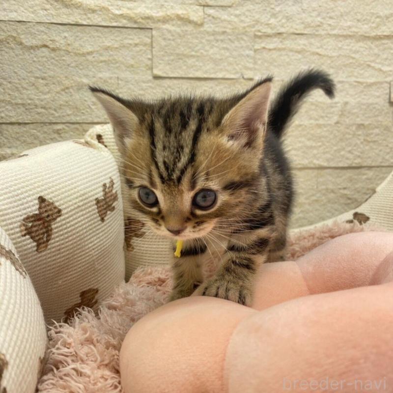 商談中の埼玉県のアメリカンショートヘア-135193の2枚目