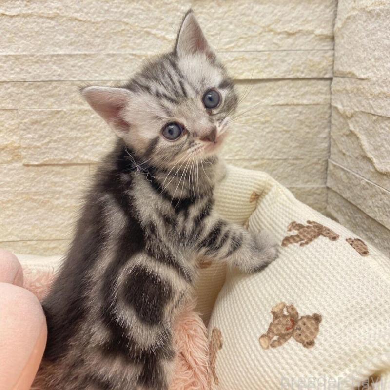 商談中の埼玉県のアメリカンショートヘア-135194の1枚目