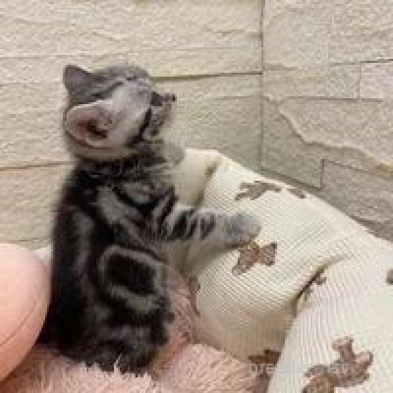 商談中の埼玉県のアメリカンショートヘア-135194の4枚目