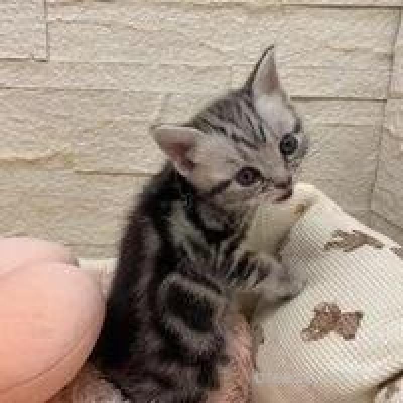 商談中の埼玉県のアメリカンショートヘア-135194の3枚目