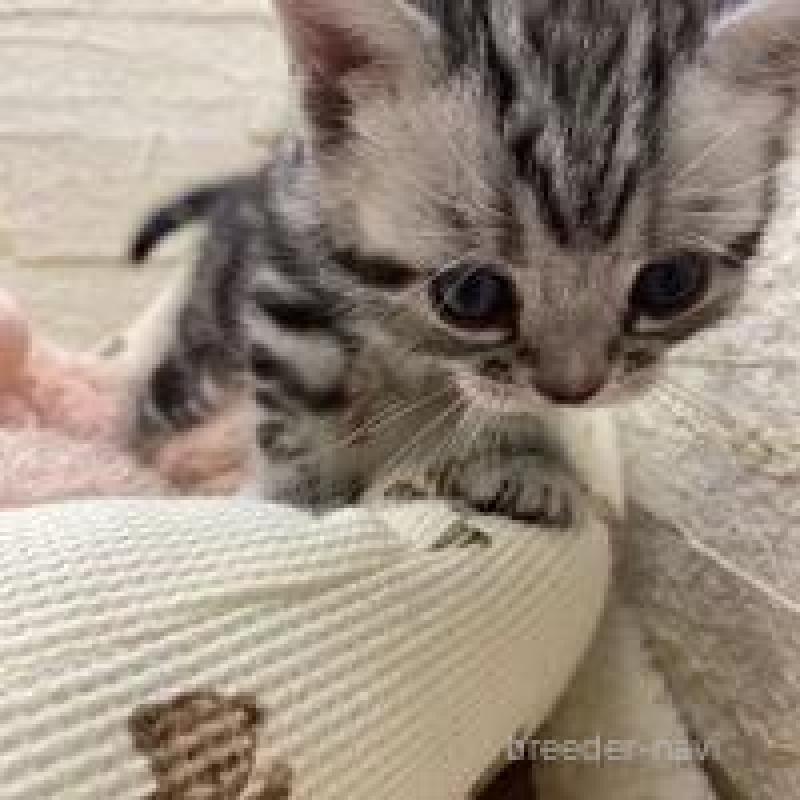 商談中の埼玉県のアメリカンショートヘア-135194の2枚目