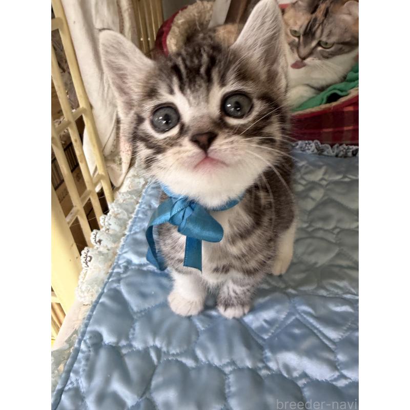 販売中の神奈川県のマンチカン-135195の9枚目