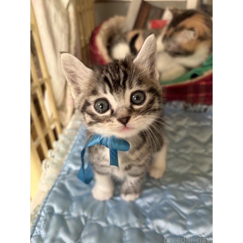 販売中の神奈川県のマンチカン-135195の1枚目