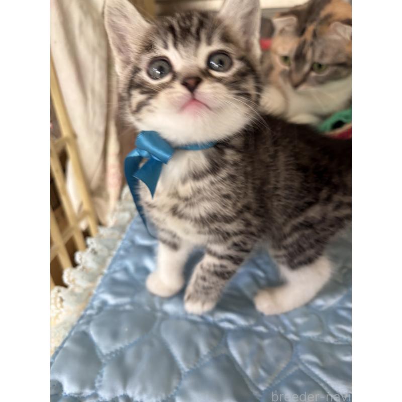 販売中の神奈川県のマンチカン-135195の8枚目