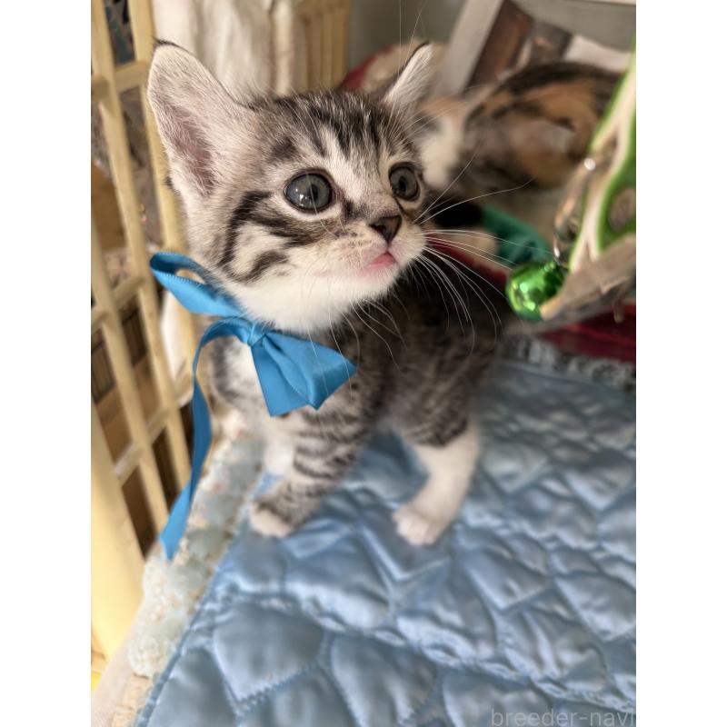 販売中の神奈川県のマンチカン-135195の7枚目