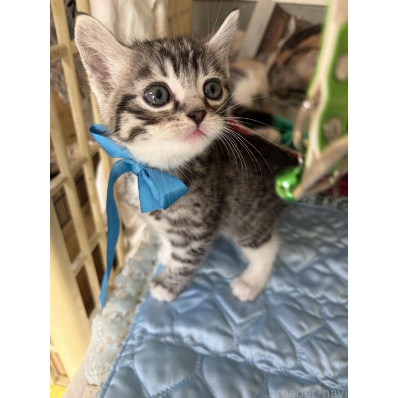 販売中の神奈川県のマンチカン-135195の6枚目