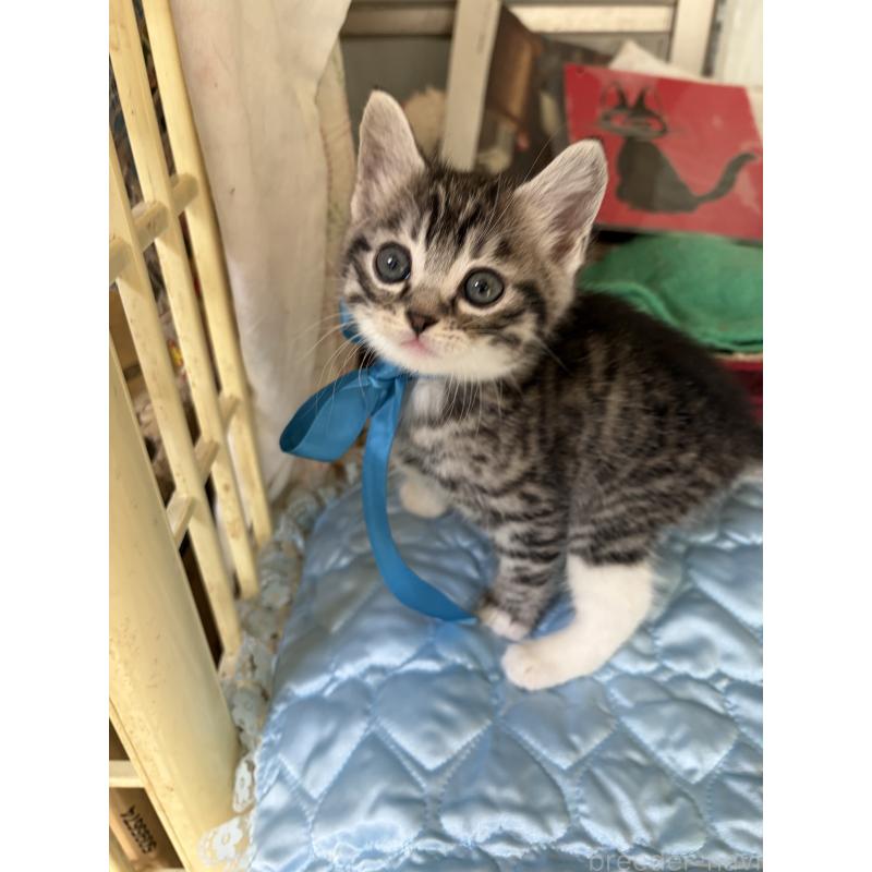 販売中の神奈川県のマンチカン-135195の5枚目