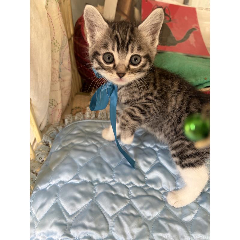 販売中の神奈川県のマンチカン-135195の4枚目