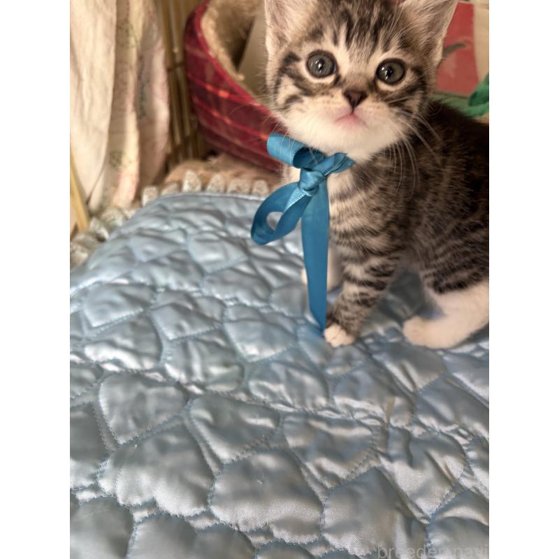 販売中の神奈川県のマンチカン-135195の3枚目