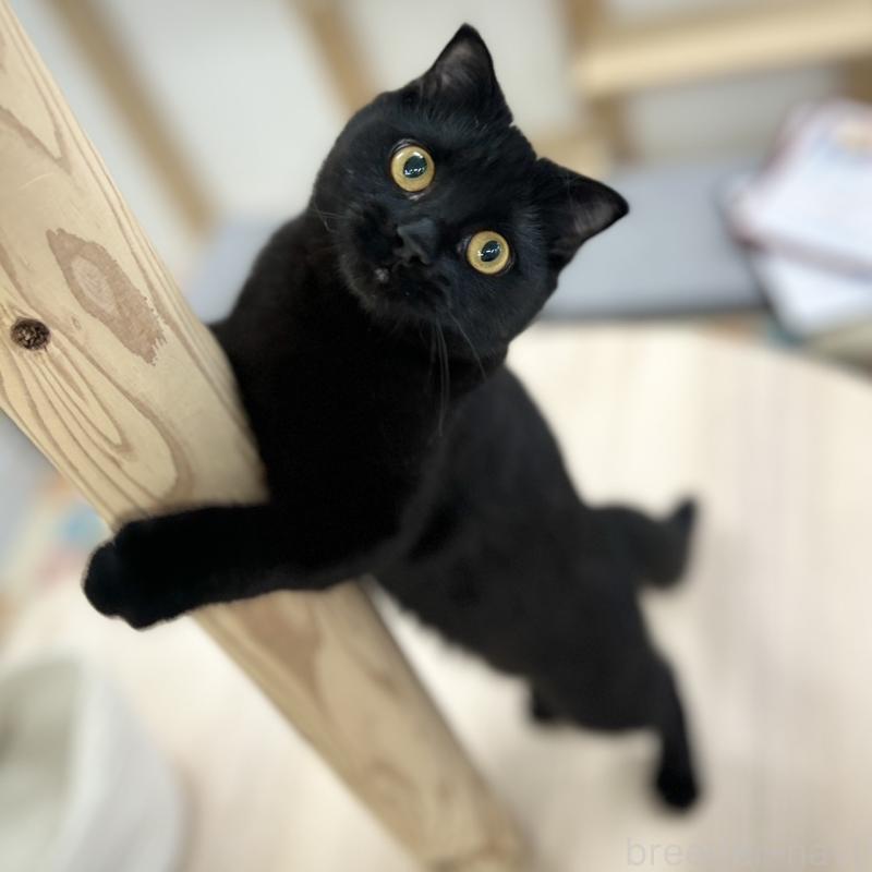 販売中の神奈川県のスコティッシュフォールド(折れ耳)-127292