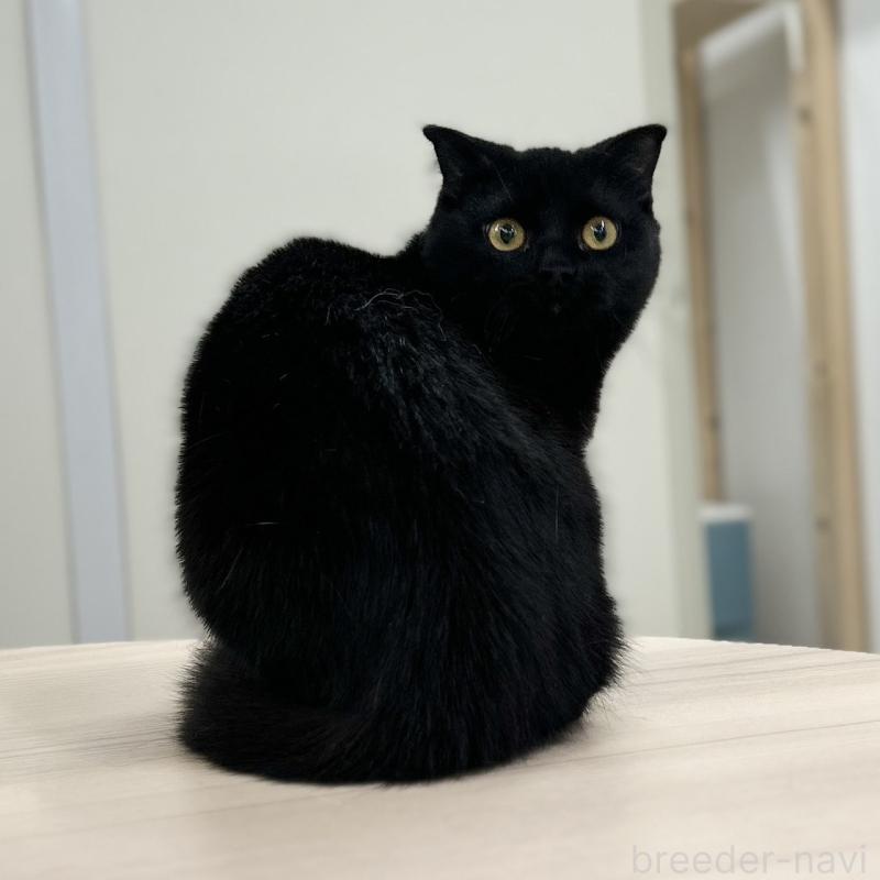 成約済の神奈川県のスコティッシュフォールド(折れ耳)-127292の5枚目