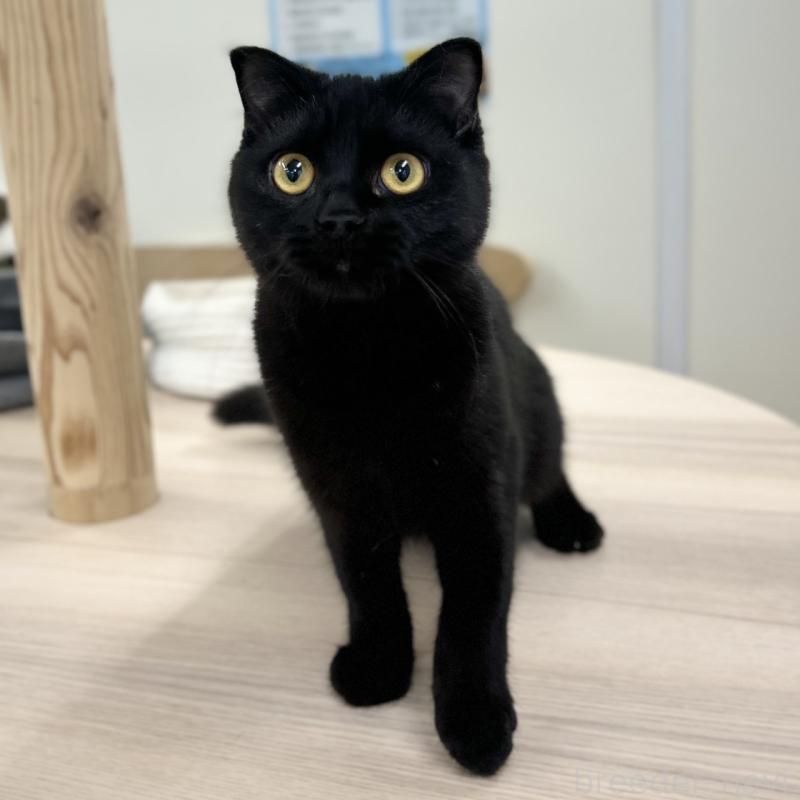 成約済の神奈川県のスコティッシュフォールド(折れ耳)-127292の4枚目