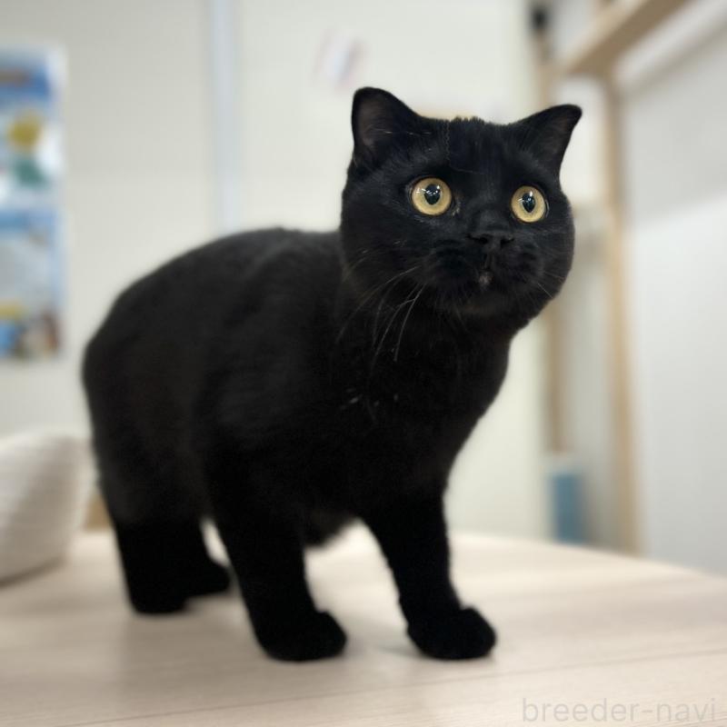 成約済の神奈川県のスコティッシュフォールド(折れ耳)-127292の3枚目