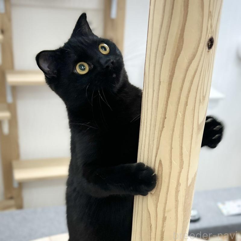 成約済の神奈川県のスコティッシュフォールド(折れ耳)-127292の2枚目