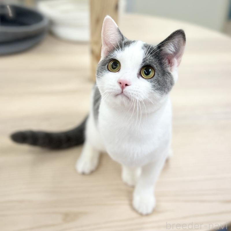 販売中の神奈川県のスコティッシュフォールド-126555