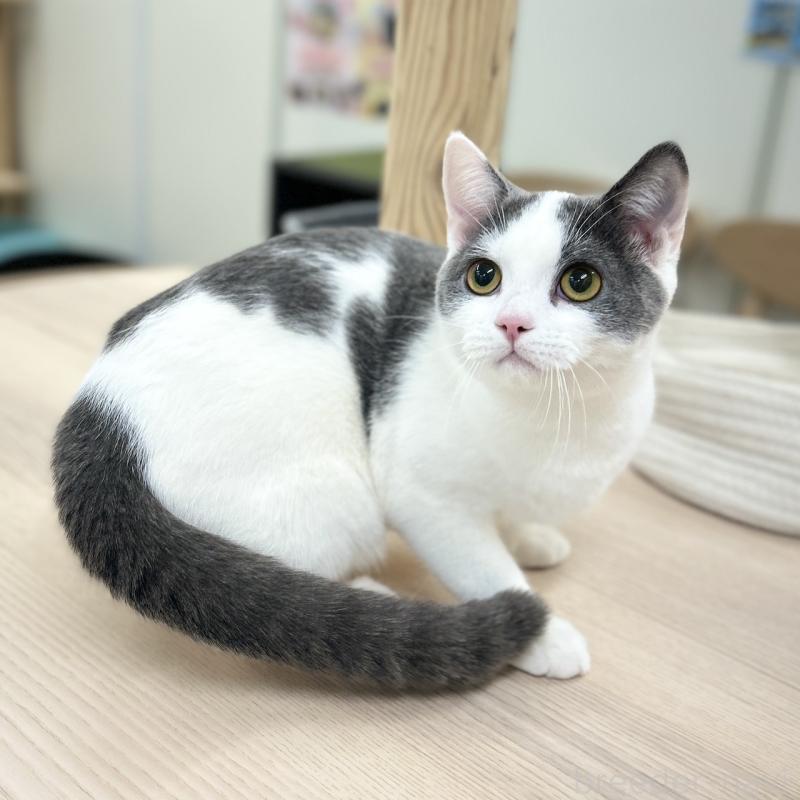 販売中の神奈川県のスコティッシュフォールド-126555の5枚目