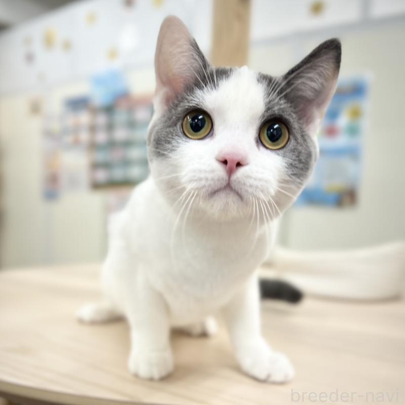 販売中の神奈川県のスコティッシュフォールド-126555の4枚目